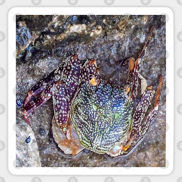 Best fishing gifts for fish lovers 2022. Crab camouflaged against rocks on the beach Sticker by Artonmytee